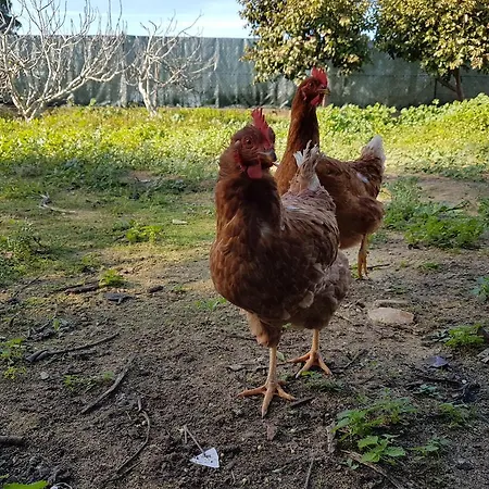 Дом отдыха Casas Tipicas Algarvias *