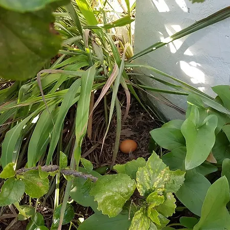 Casas Tipicas Algarvias Дом отдыха Arroteia de Baixo