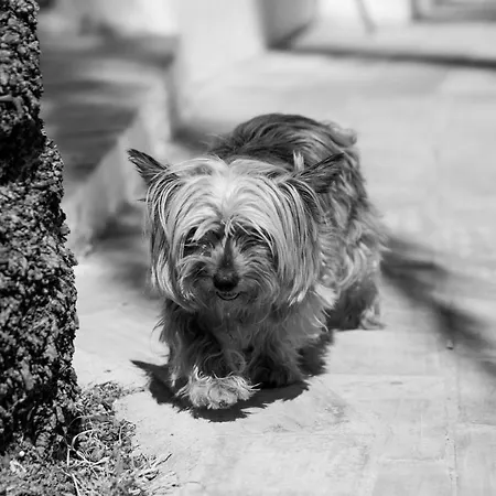 Casas Tipicas Algarvias *