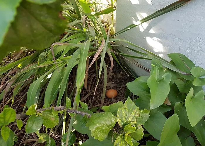 Casas Tipicas Algarvias Ferienhaus Arroteia de Baixo