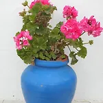 Casas Tipicas Algarvias Nyaraló